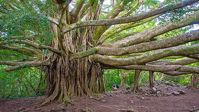 The Story Behind This Photo -  Banyan Tree in Maui, Hawaii