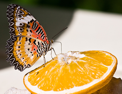The Story Behind This Photo - Butterfly Getting Drunk in Aruba Butterfly Farm