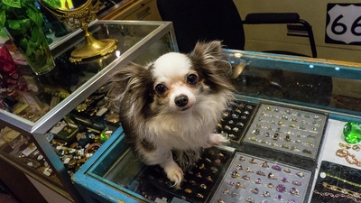 The Story Behind This Photo - Cute Dog OnThe Counter in an Antique Shop
