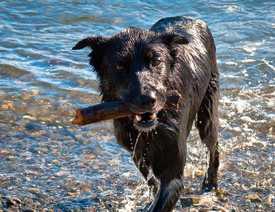 The Story Behind This Photo - Playing Fetch With a Dog in Hoonah, Alaska