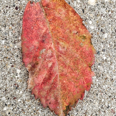 The Story Behind This Photo - Red Leaf Means Autumn is Soon 