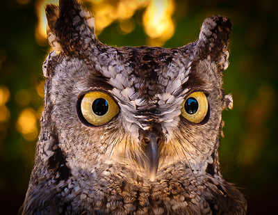 The Story Behind This Photo - Western Screech Owl - Ketchikan , Alaska
